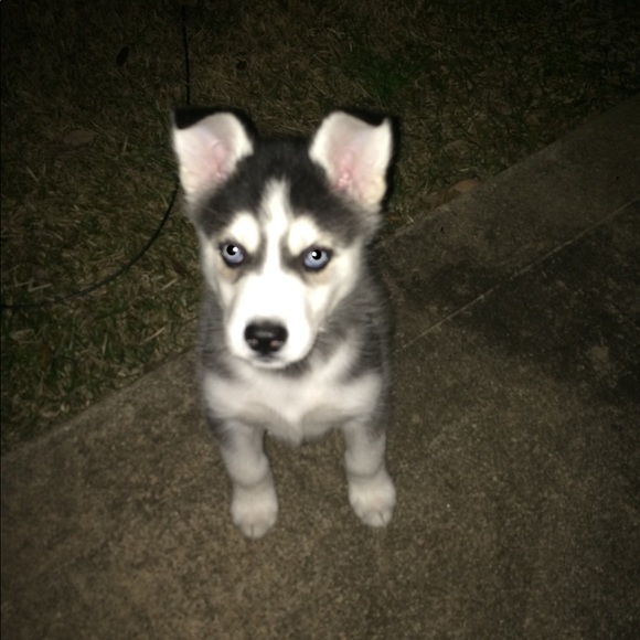 Meet your Posher, Anna - Picture 1 of 1